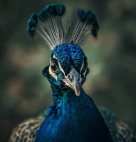 Pavão